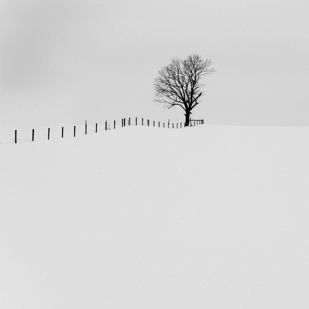 #32 - Winter Tree — aows